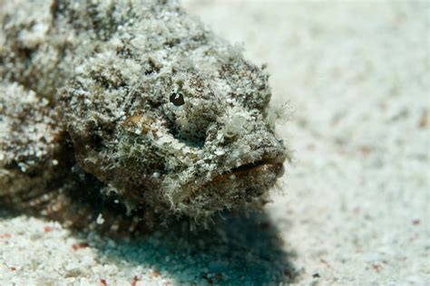 breitling ostsee wie heißt es an der nordsee|Lebensbedrohlich: Hier ist der giftigste Fisch Deutschlands zu finden.